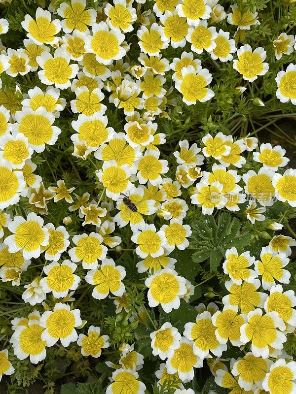 蜜蜂在白色和黄色的水煮蛋花(Limnanthes douglasii)上的全帧图像，低生长，灌木丛生的一年生植物，在花园边缘，高的视野